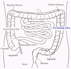 Healthy Colon